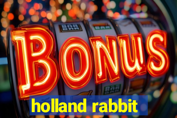 holland rabbit