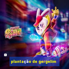 plantação de gergelim