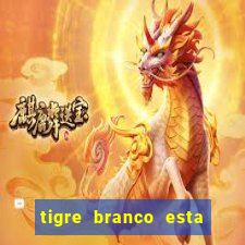 tigre branco esta em extinção