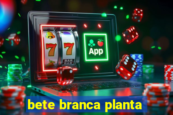 bete branca planta