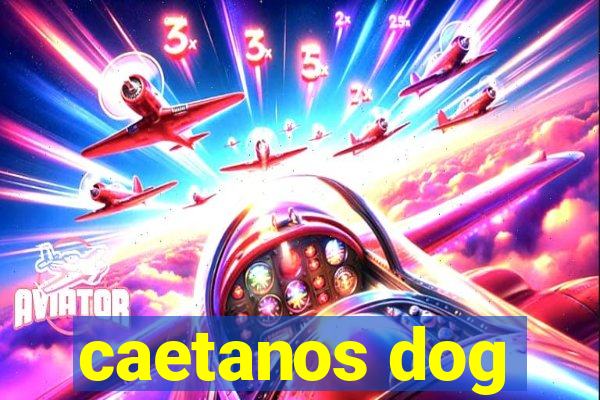 caetanos dog