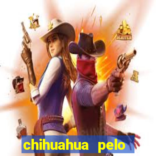 chihuahua pelo longo pre莽o