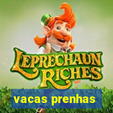 vacas prenhas