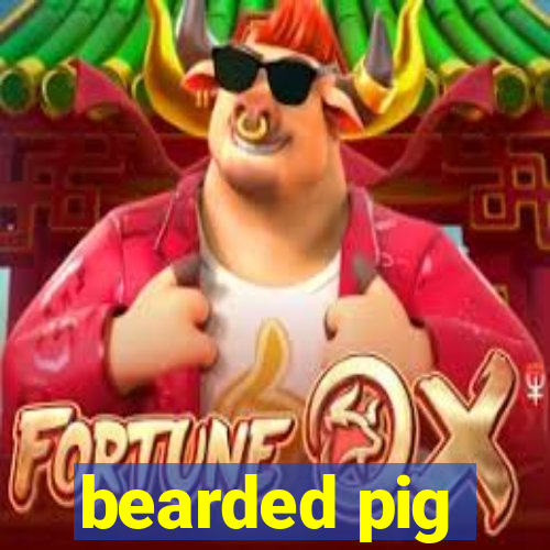 bearded pig