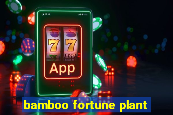 bamboo fortune plant