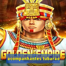 acompanhantes tubarao