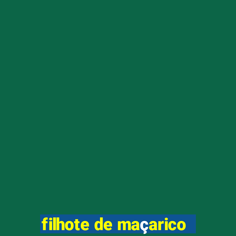 filhote de maçarico