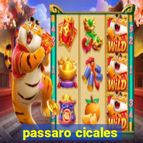 passaro cicales